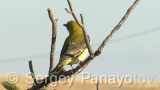 Video of Golden oriole - Golden oriole on the top of the tree near to its nest